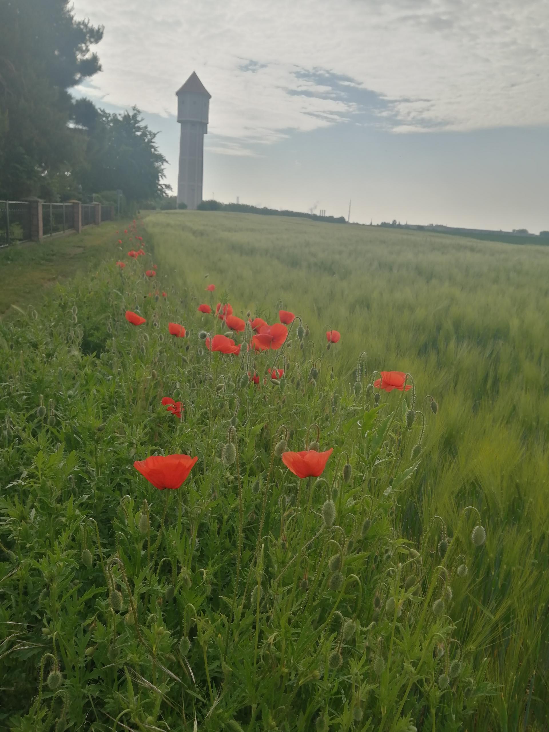 mohn