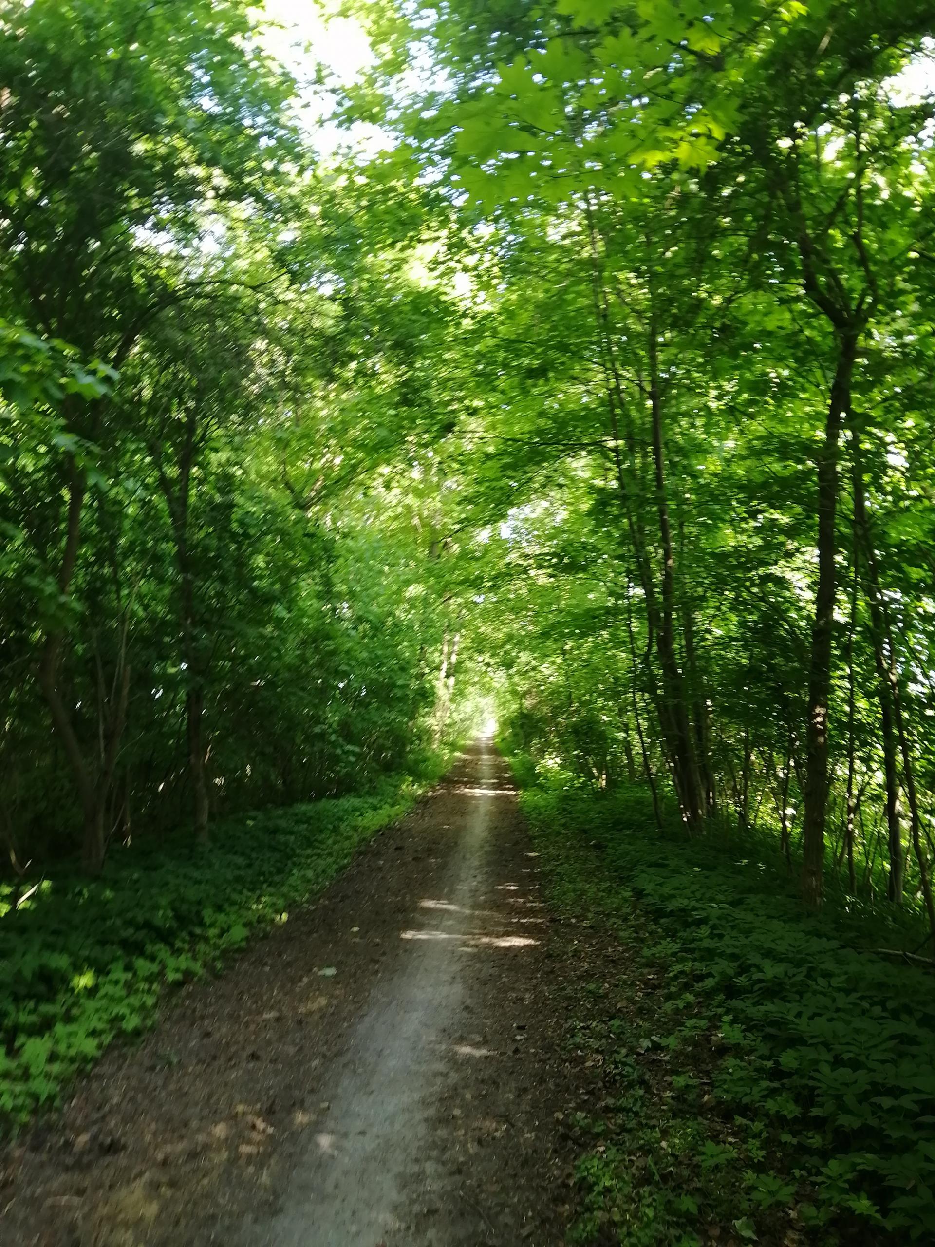 waldweg