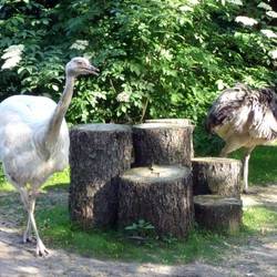 Tiergarten