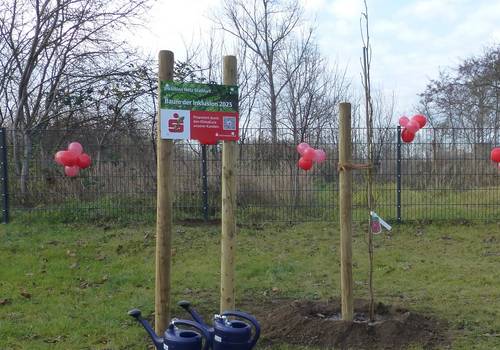 INS Aktionstag Baum der Inklusion (3)