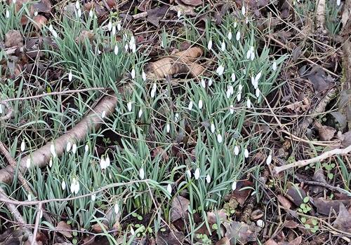 schneegloeckchen © Dolean